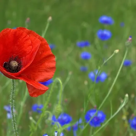 B&B Poppy Vicino Fiera Di