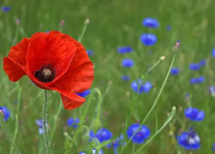 Nocleg ze śniadaniem Poppy Vicino Fiera Di